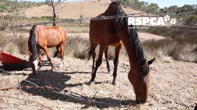 Mt Barker man Ryan Smith has been convicted of animal cruelty