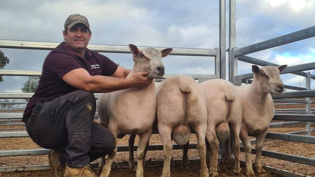 Scott Mitchell, Rene stud, Culcairn, with his Charollais sheep. Picture: Supplied