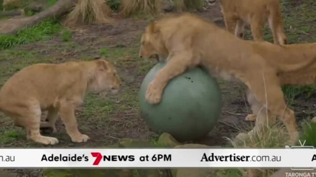 The Advertiser/7NEWS Adelaide update: Fatal crash at Gillman, lions escape at zoo