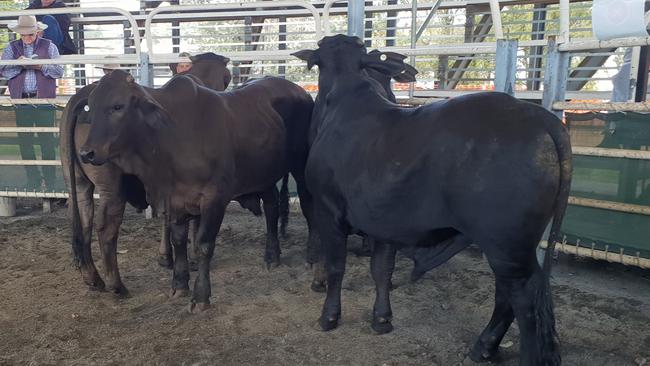 Coombadjha Trust of Jackadgery was selected as the Vendor of the Week at this week's prime cattle sale in Grafton. The vendor was selected for their offering of four large Brahman-cross bullocks and a line of 11 Brahman-cross steers. The steers topped at 390c/kg while the lot of 4 pictured sold for 372.2c/kg which at the average weight of 368.8kg grossed $1,372.49/head for the vendor. The offering was sold by Farrell McCrohon Stock and Station Agents.