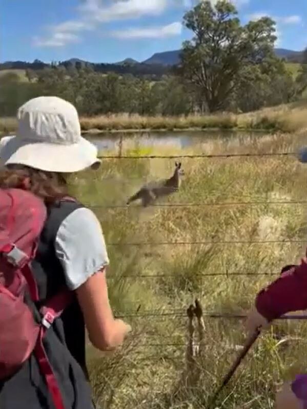 The kangaroo moved away only to charge at the group at high speed. Picture: 9 News