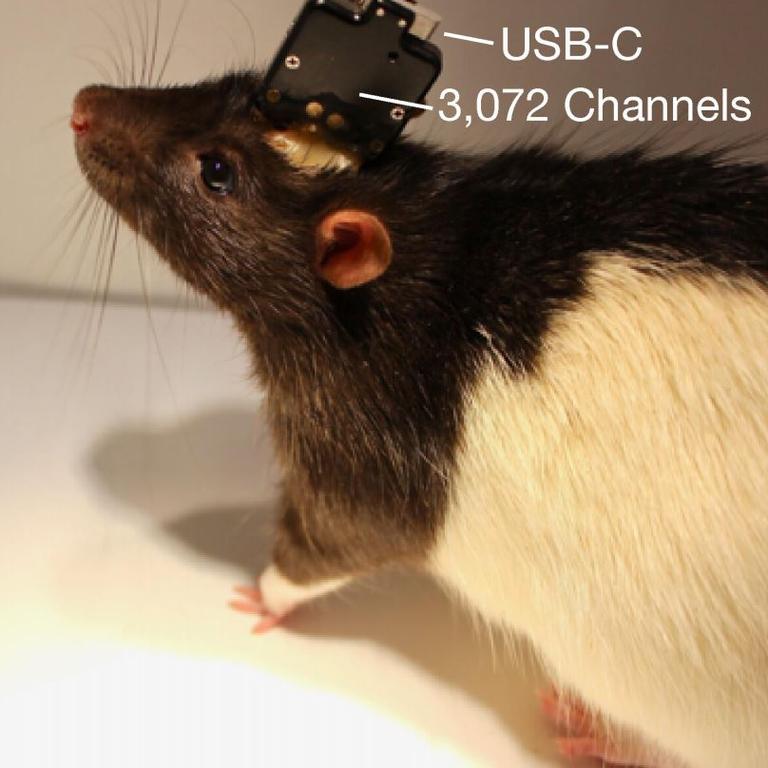 The packaged sensor device implanted in a rat.