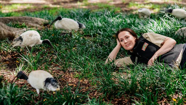 Wild Life Zoo claimed it was opening a Bin Chicken display, to celebrate the Ibis.