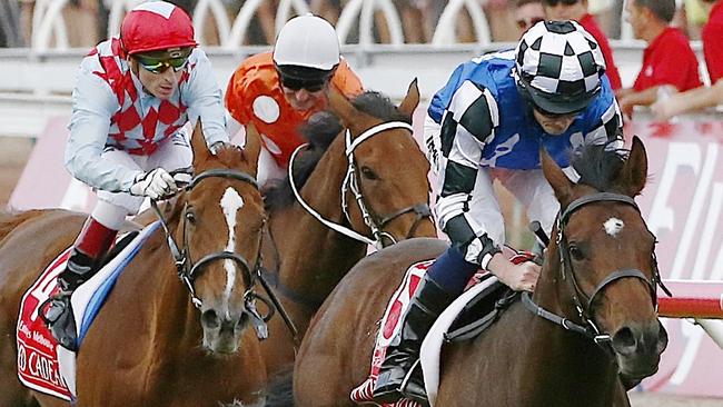 Melbourne Cup winner Protectionist gets his chance to shine again at 3200m on Saturday. Picture: Wayne Ludbey