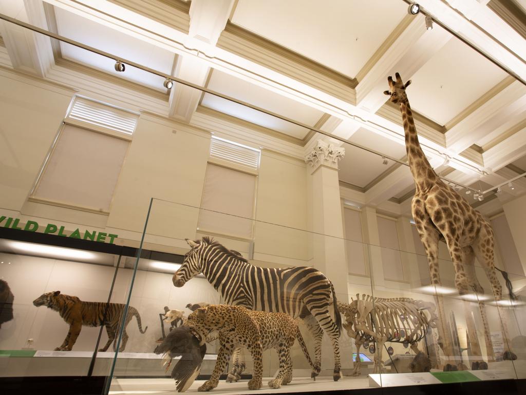 Australian Museum And University Of Sydney Put New Looks On Display ...