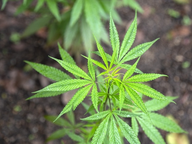 The total quaintity of alleged cannabis plants seized was more than five tonnes. Photo: iStock