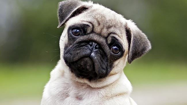 Pug puppies for sale: Vets want you to choose a different breed, here’s ...