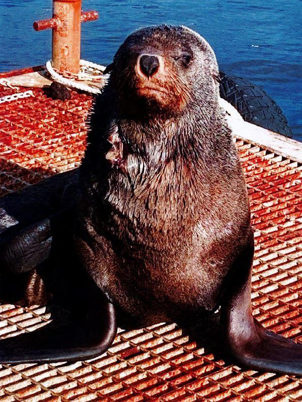 A fur seal with a chest injury from a beanbag deterrent.