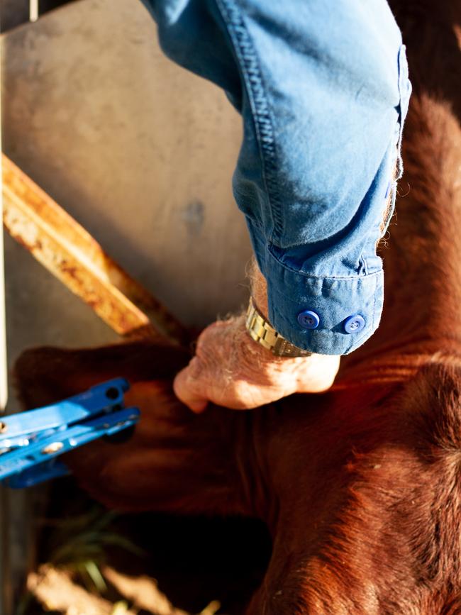 Ear tagging could become the preferred system of livestock tracking for owners.