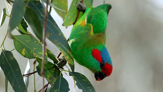 Musk lorikeet (Glossopcitta concinna): Numbers are down in the Mount Lofty Ranges, University of Adelaide research shows. Picture: Peter Day