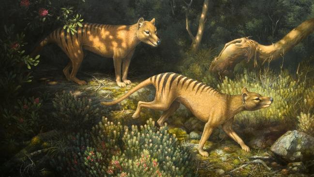 William T. Cooper's extraordinary 2006 painting, Thylacine, a large 146x223cm painting on loan from the Tasmanian Museum and Art Gallery, Hobart