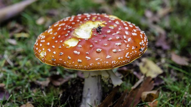 Pretty but poisonous, the fly agaric.