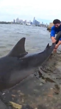 Huge bull shark caught in Sydney Harbour