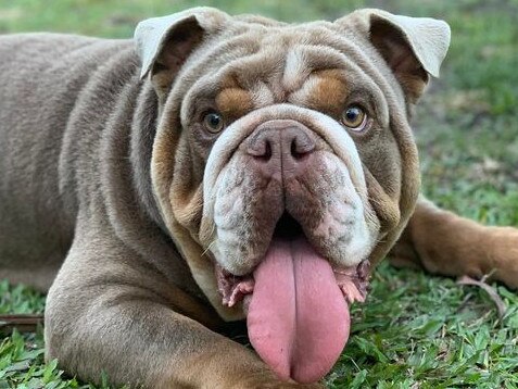 Biggie, the British Bulldog, is still missing one year on. Picture: Facebook