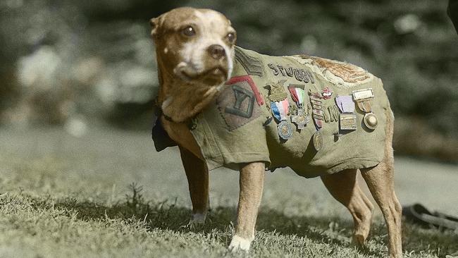 Sergeant Stubby, a highly decorated war dog who fought with the US Army during World War I.