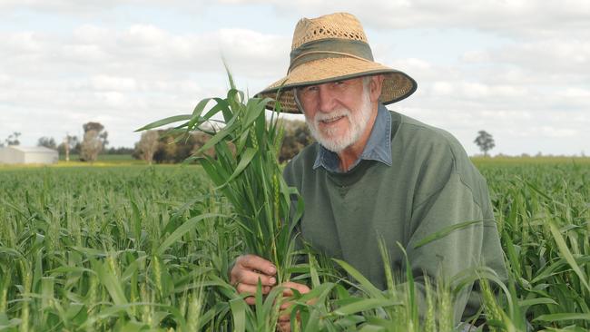 Urana NSW farmer Alan Urquhart in a wheat crop on his property in southern NSW. Alan is also a councillor for the Urana Shire Council.