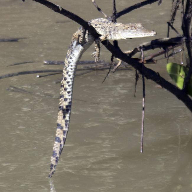 A crocodile hatchling hanging off a stick in the Pioneer River.