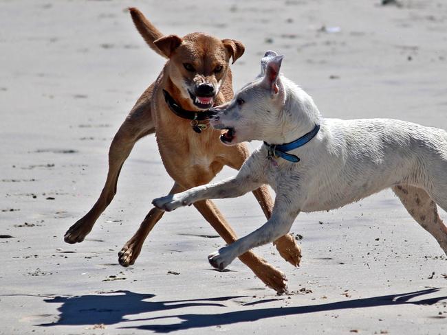 Unrestrained Western Downs dogs are attacking anything that moves, most recently an elderly woman's dog and child were attacked in the Tara District.  Picture: Contributed