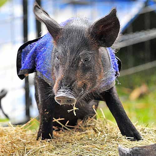 Pigs have been banned from the Brisbane Ekka grounds because of swine flu fears.