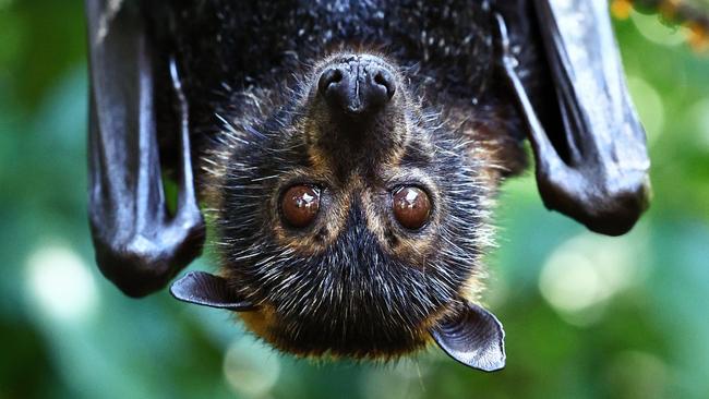 Flying foxes are causing all sorts of issues for Collinsville residents. Picture: Brendan Radke