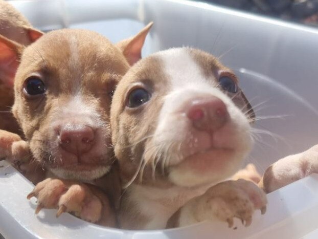 Paw-fect reunion! Stolen puppies returned to owner