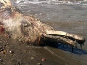 Mysterious giant sea creature found in Russia. information_items_3172.jpg