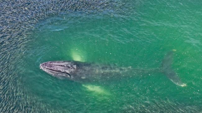 Sutton Lynch was given a drone for Christmas allowing him to see humpback whales moving in on their prey from a new angle. Picture: Sutton Lynch