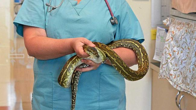 Herbert the carpet python is back in the wild after being treated at the Wildlife Hospital for swallowing a golf ball. Picture: Ben Beaden