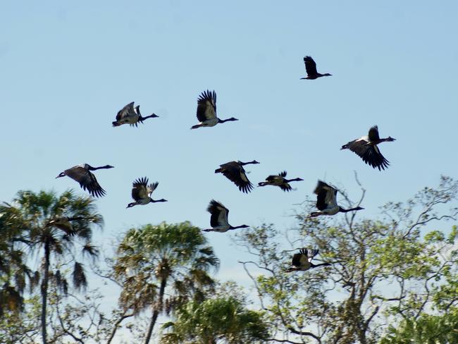 Magpie geese take flight. For Bart Irwin column. Picture: Contributed