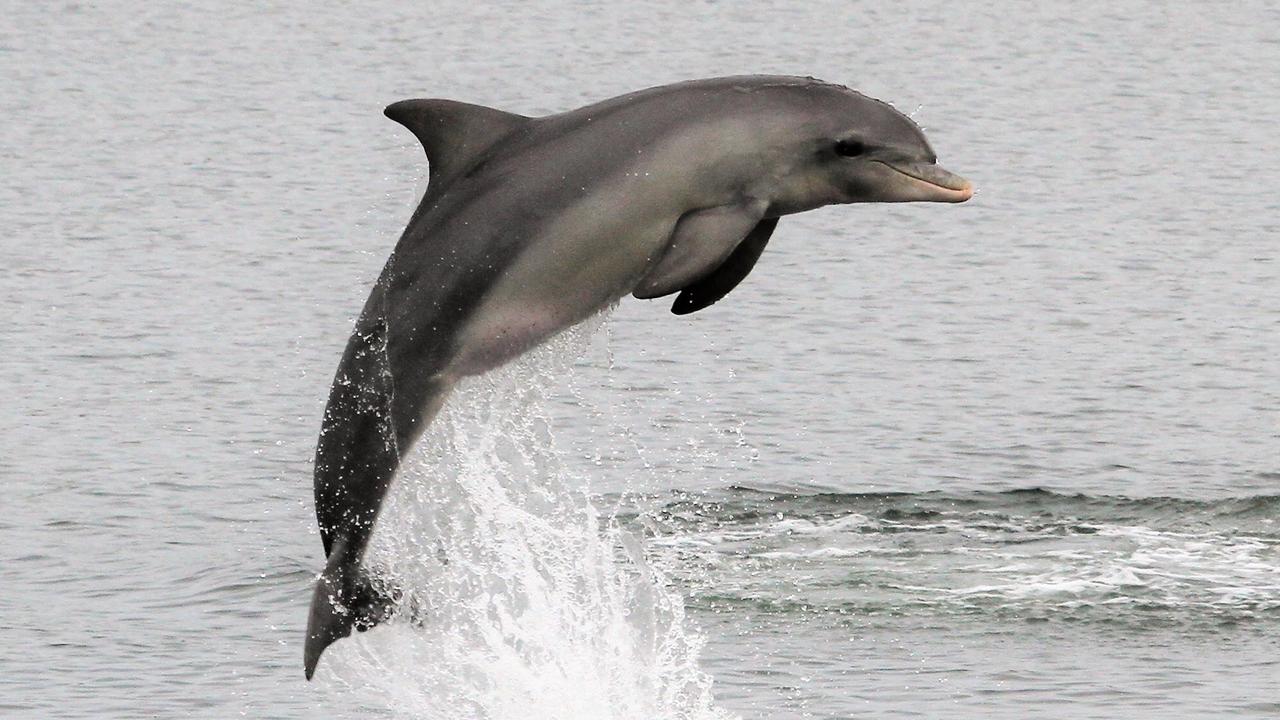 Meet the Port River Dolphins | The Advertiser