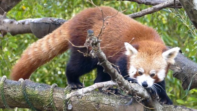 Red panda Ravi checks out his enclosure last week after moving from the Australia Zoo . Picture: Zoos SA