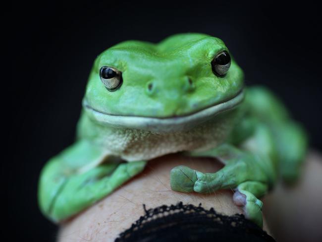 Use the FrogID app to identify frog calls. Picture: James Alcock, Australian Museum.