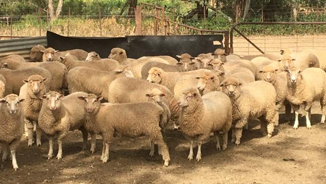 The Ingold family at Dirnaseer in southern NSW run crops and prime lambs. Picture: Supplied.