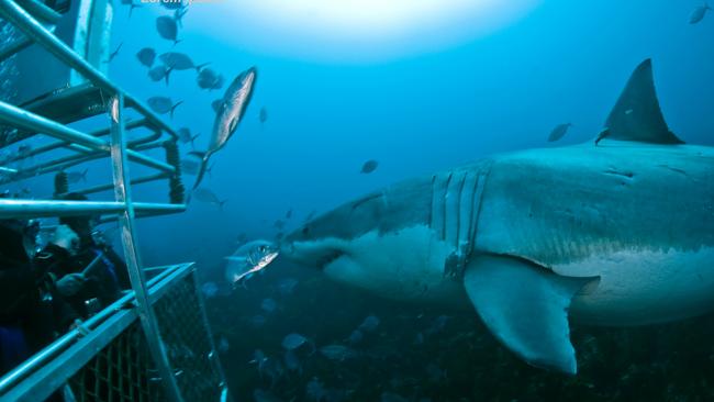 Cage divers come face-to-face with a great white shark at Neptune Islands off the coast of Port Lincoln. Pictures: Andrew Fox