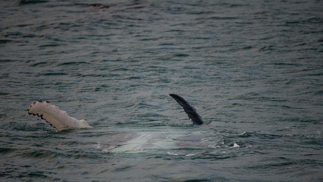 A humpback whale at Warrnambool breakwater May 25. Picture: Mark Williams, Warrnambool Whales Facebook group