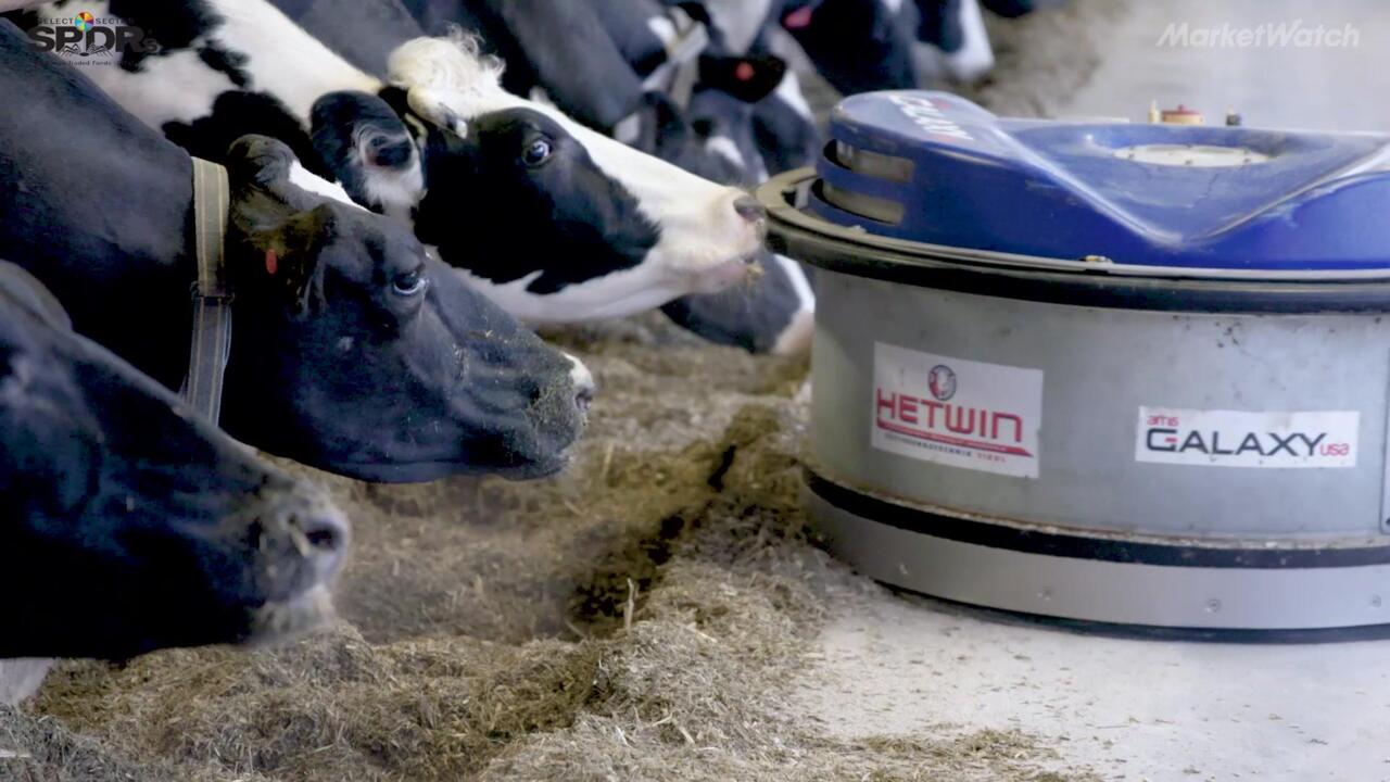 Can robots save the dairy farm?