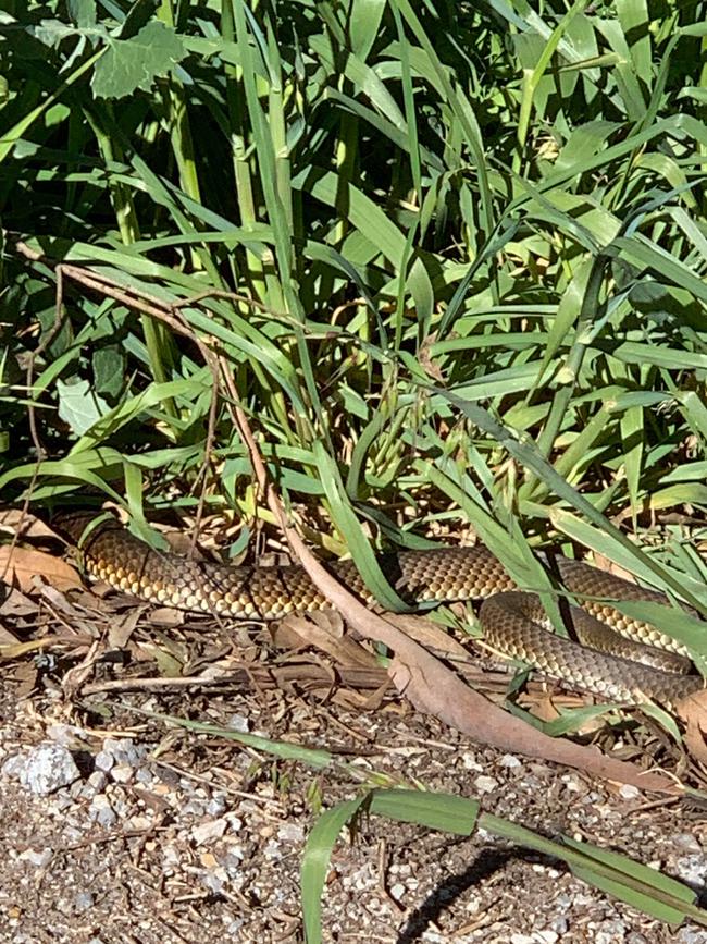 Snakes on a bike trail in Rowville. Picture: Tracey Johnston