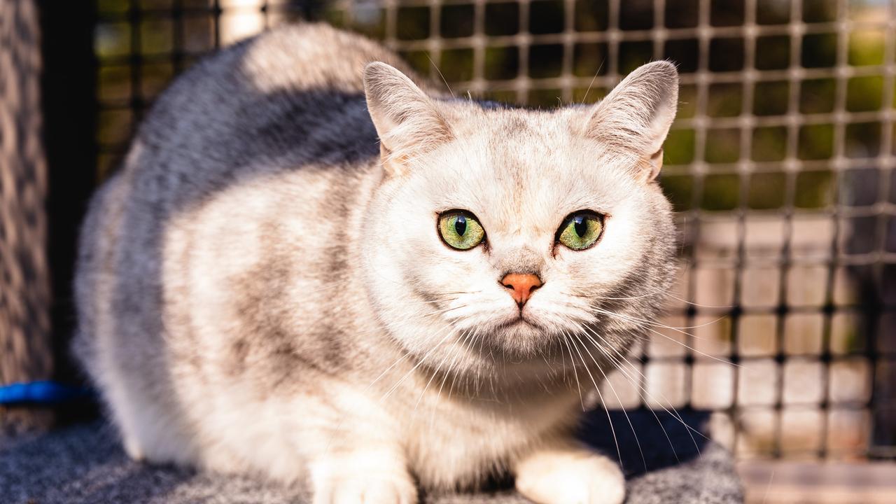 Cath Whyte’s silver-tipped British shorthair, Gregory. Picture: LINDA HIGGINSON