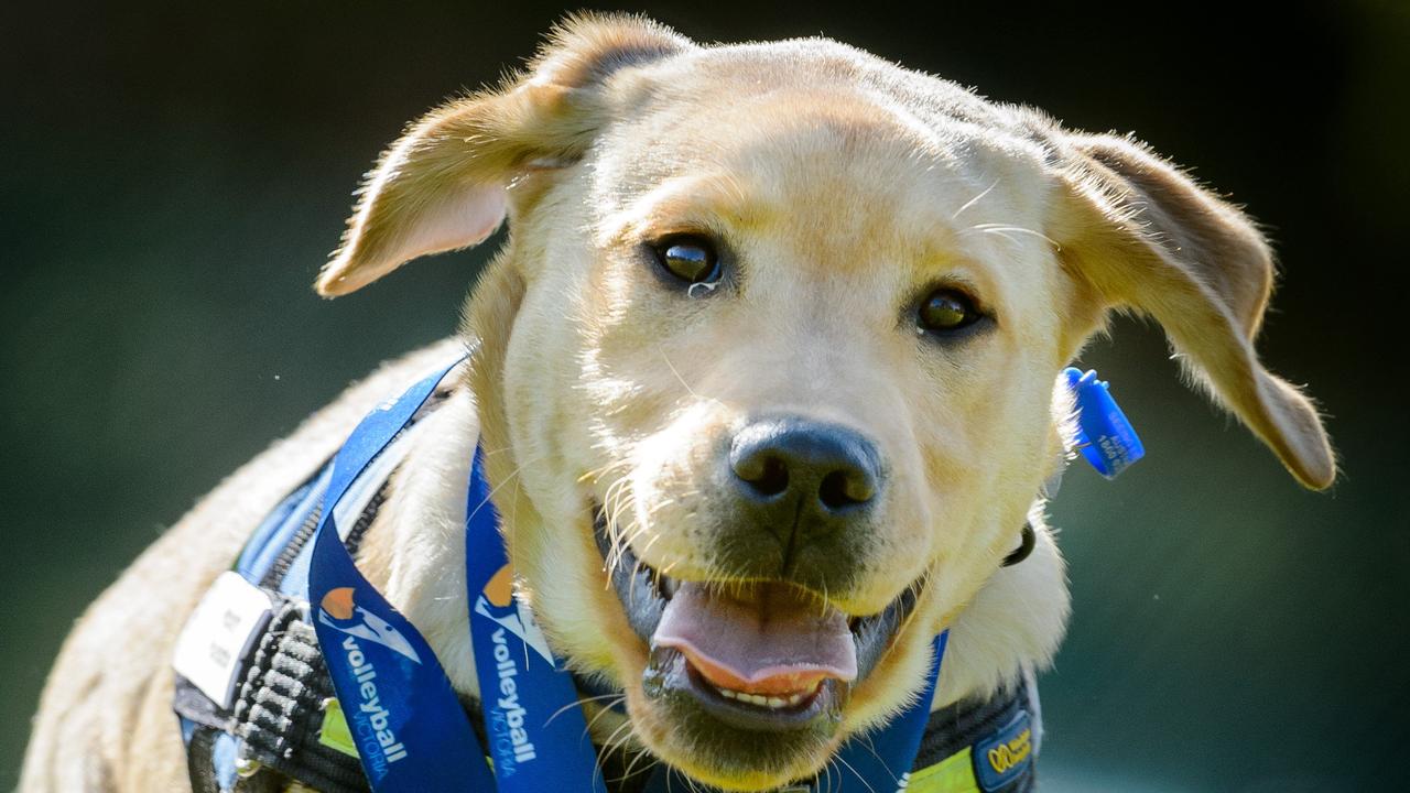 Seeing Eye Dogs Appeal: Puppy Games to raise funds for Vision Australia ...