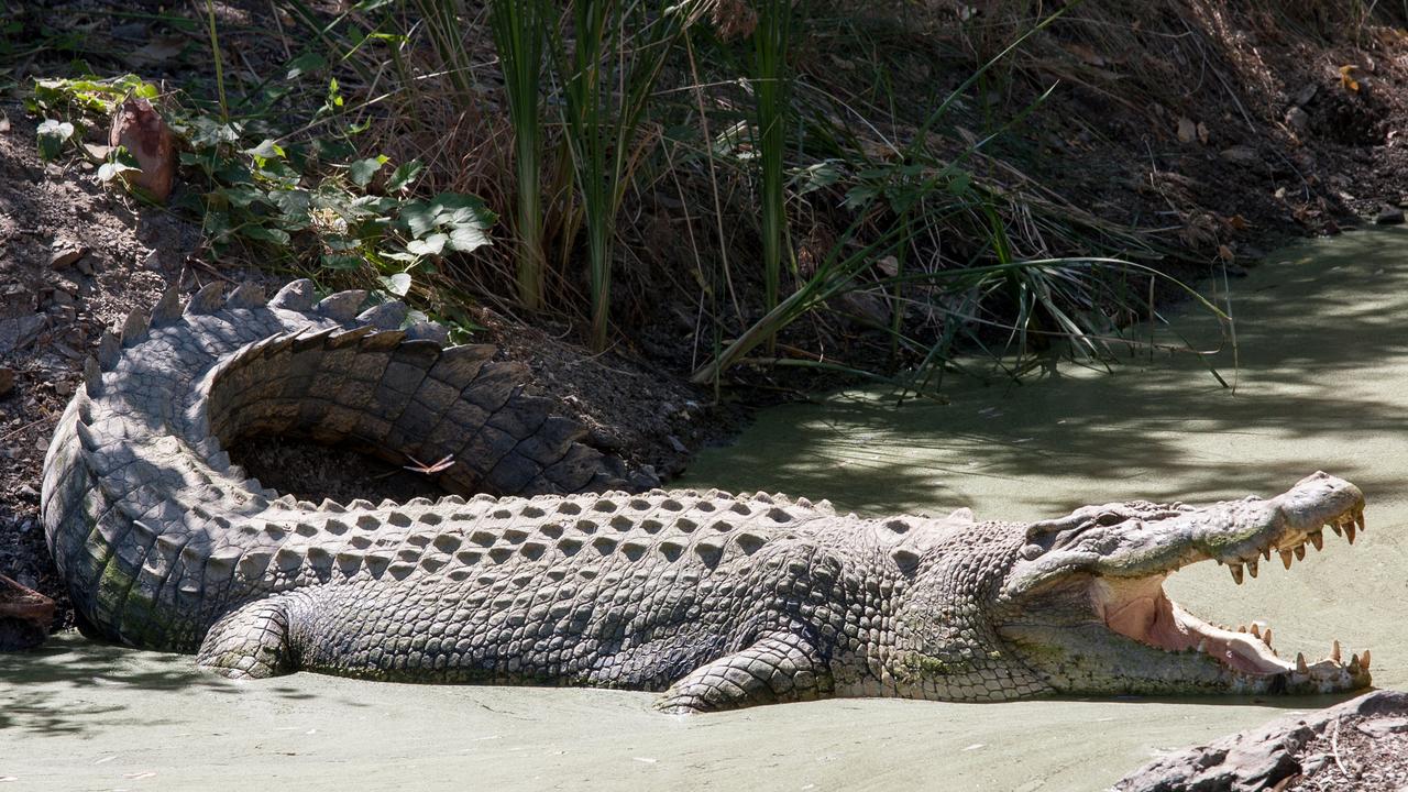 Male saltwater crocodiles can grow up to six metres long. Picture: Supplied.