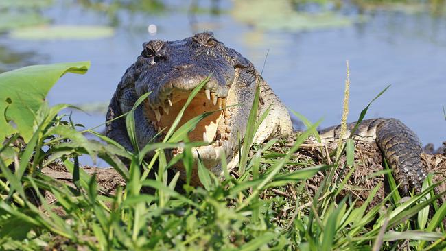 Spying on the Top End’s reptiles comes with eye contact. Picture: Marcus Nyman.