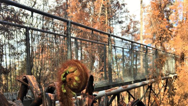 Green shoots appearing at the Tahune Airwalk last year after being devastated by bushfire. Picture: SUSTAINABLE TIMBER TASMANIA