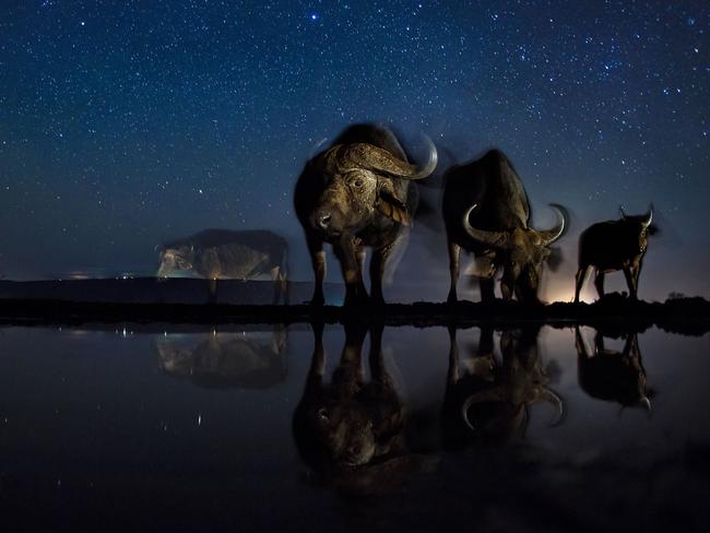 Nature - Third Prize, Stories Picture: Bence Máté Title: Now You See Me Buffalos at the drinking station. Story: These photos combine a well-known natural phenomenon: the starry sky and portraits of wild animals not visible to the naked eye. The series needed very accurate planning, research and preparation as the photos were made with remote control, and no modification was possible while capturing the photos.