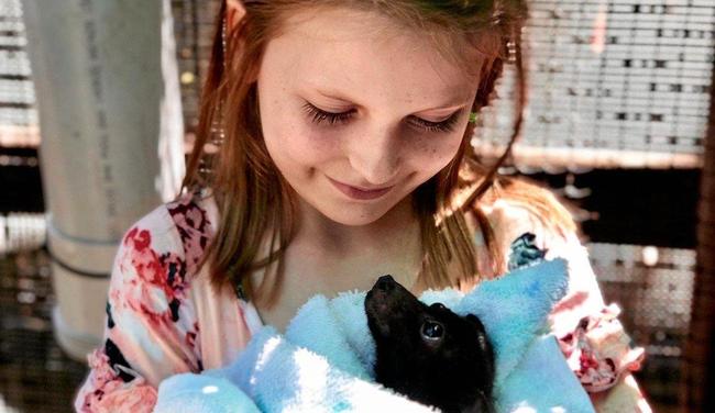 Eight-year-old Teyahlee Fletcher has become a flying fox carer. Picture: Contributed