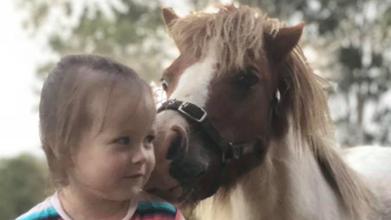 Elle the 9-year-old Shetland pony was left for dead after a hit and run on the Gold Coast, Pimpama. Picture: supplied