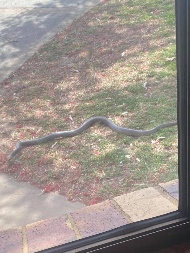 Rachel Chubb spotted this brown snake lurking in her front yard at Veteran.