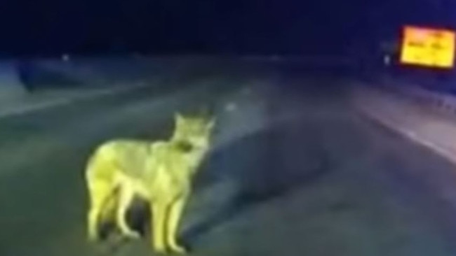 Police had responded to reports of a dog near New Hampshire-Vermont border. Picture: Inside Edtion/YouTube