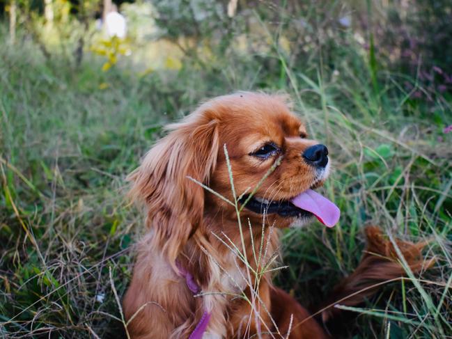 More than 1100 dogs rescued thanks to council partnership