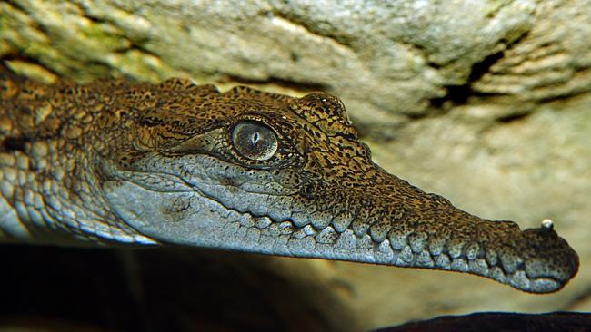  A freshwater crocodile eyes off the camera at Werribee zoo. 