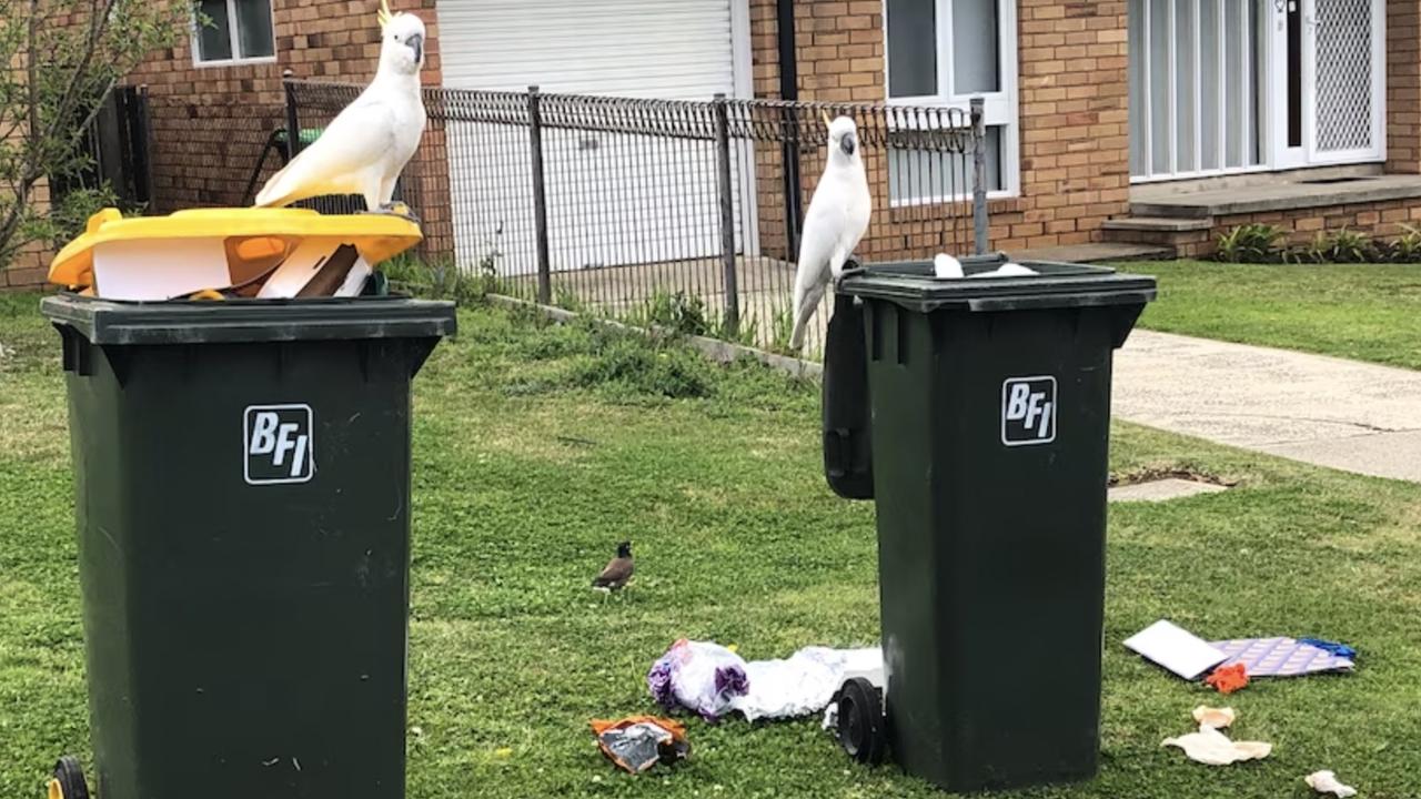 The crafty birds have learnt how to open rubbish bins in order to forage for food. Picture: Campbelltown City Council